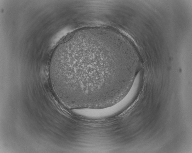 X0000081561355200701291139