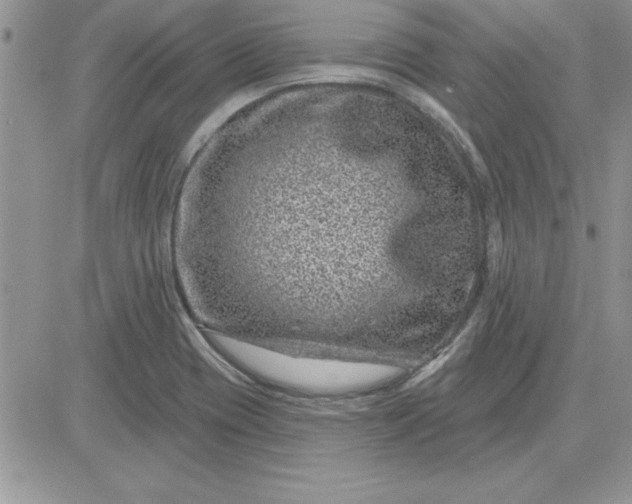 X0000081561417200701291138