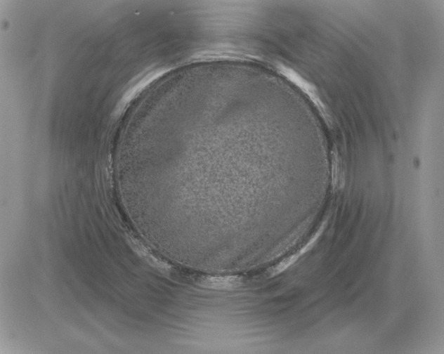 X0000081561453200701291137