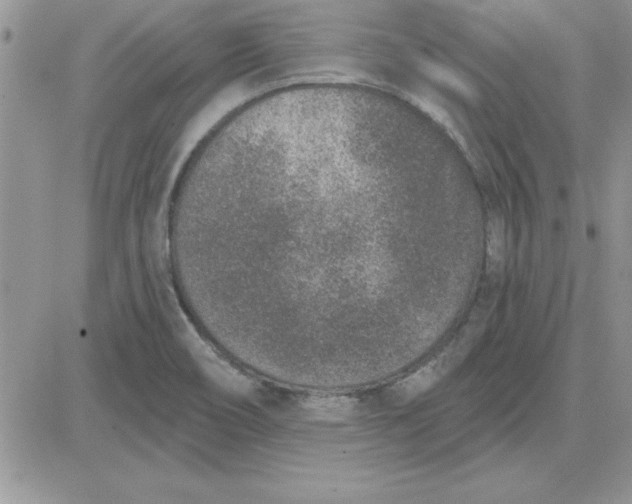 X0000081561466200701291137