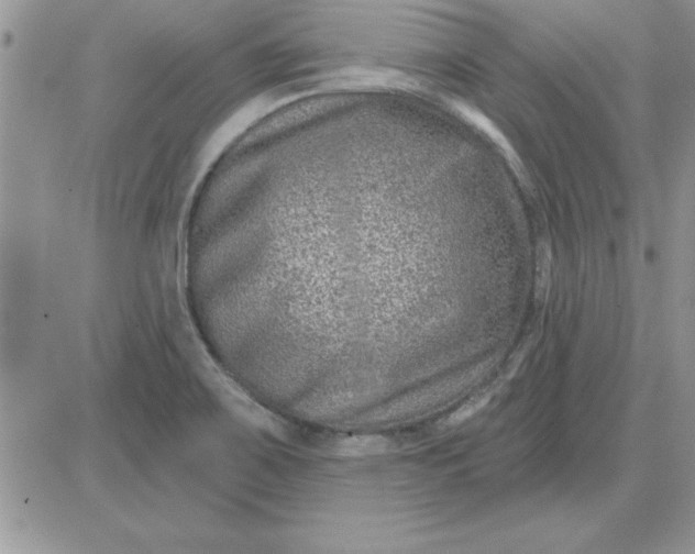 X0000081561467200701291137