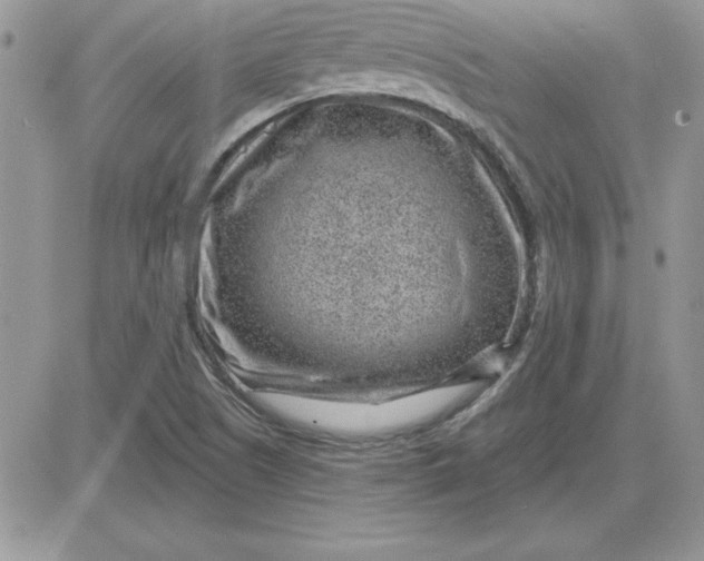 X0000081561505200701291136