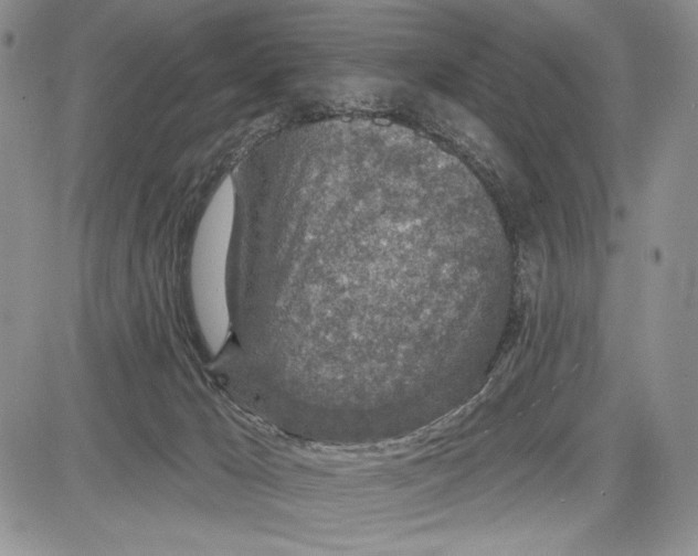 X0000081560029200702051200