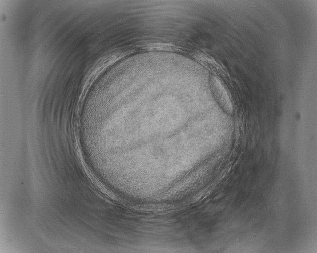 X0000081560049200702051159