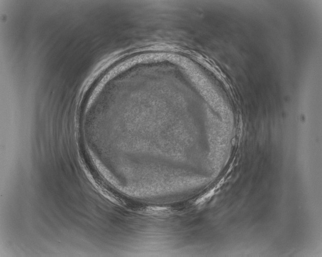 X0000081560055200702051159