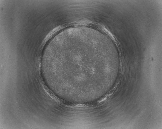 X0000081560059200702051159