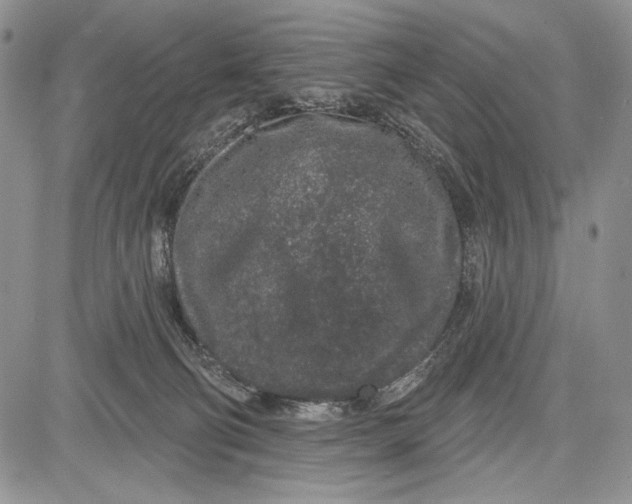 X0000081560130200702051159