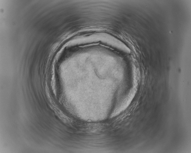 X0000081560145200702051158