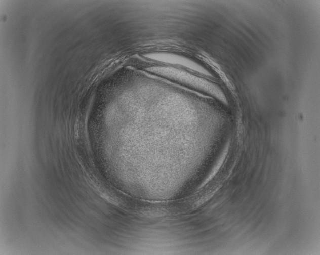 X0000081560161200702051158