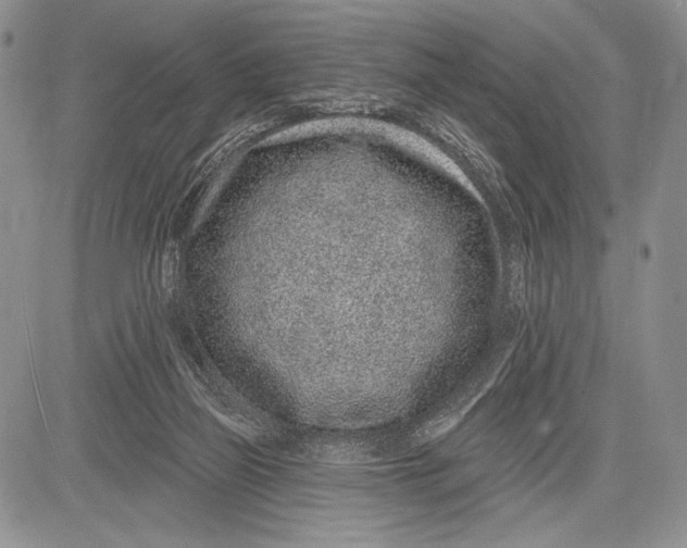 X0000081560165200702051158