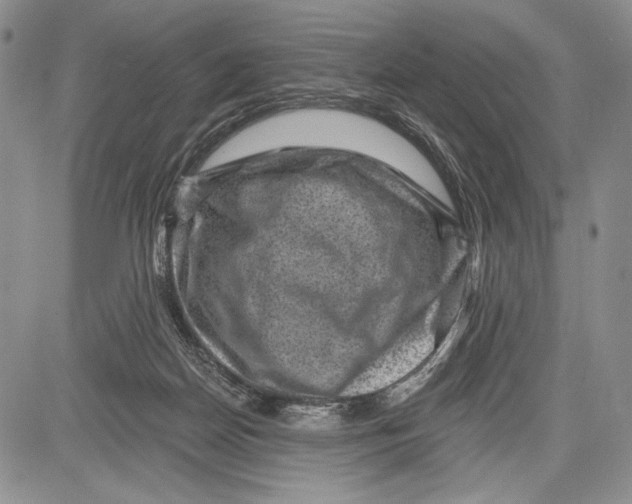 X0000081560170200702051158