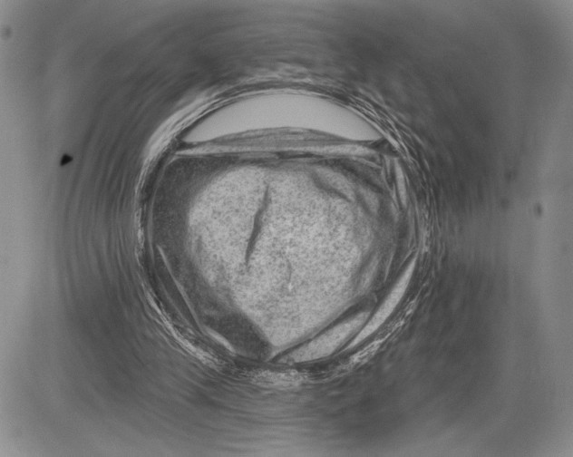 X0000081560245200702051156