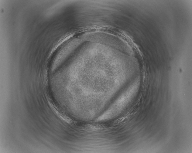 X0000081560250200702051156