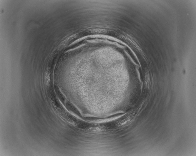 X0000081560259200702051156