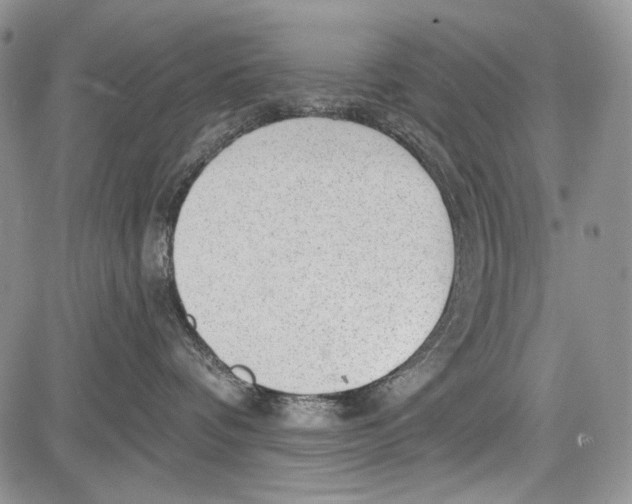 X0000081560336200702051155