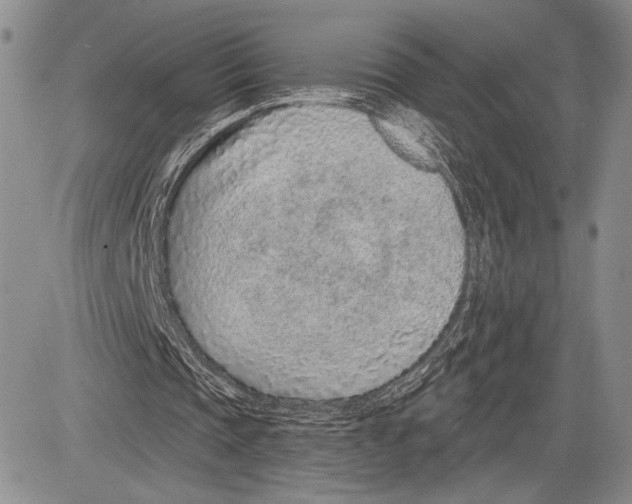 X0000081560337200702051154