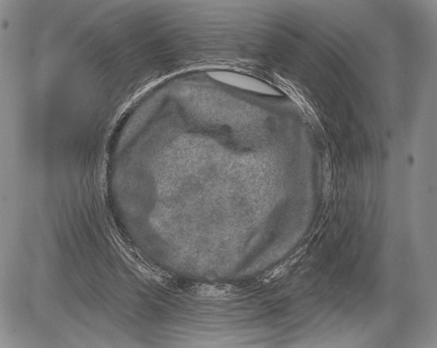 X0000081560346200702051155