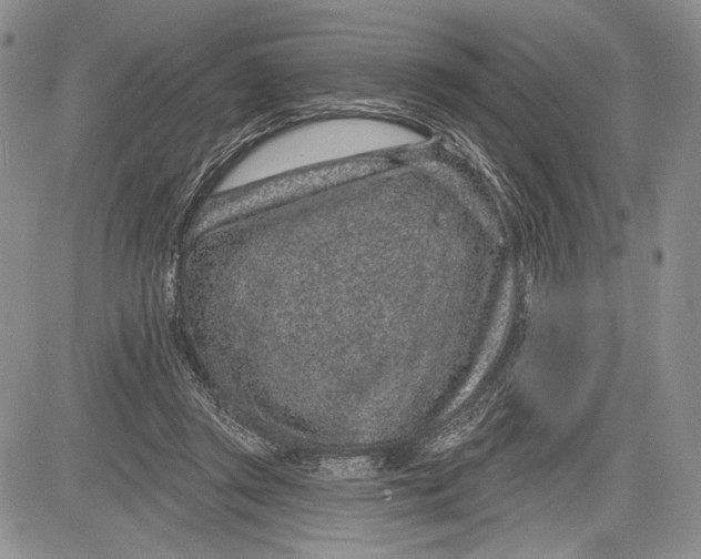 X0000081560357200702051155