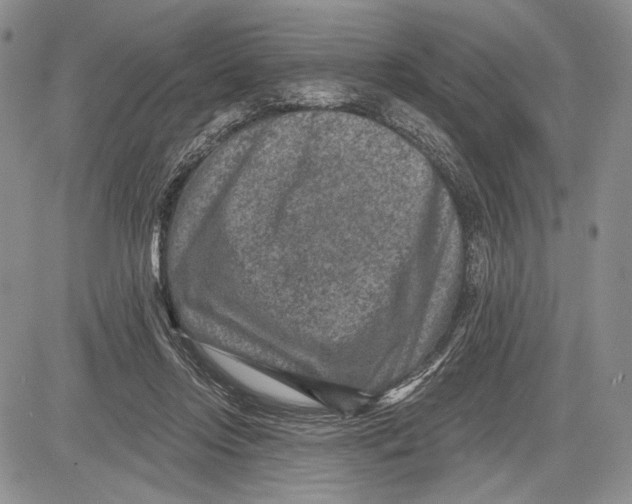 X0000081560358200702051155