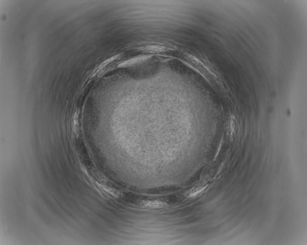 X0000081560360200702051155