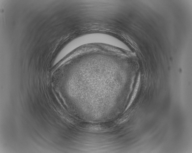 X0000081560361200702051155