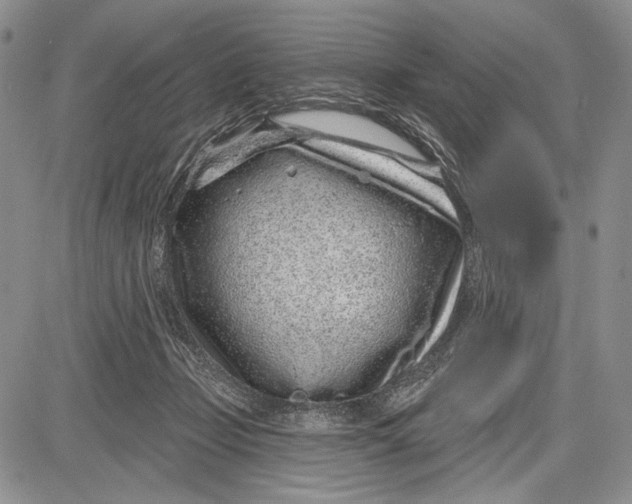 X0000081560365200702051155