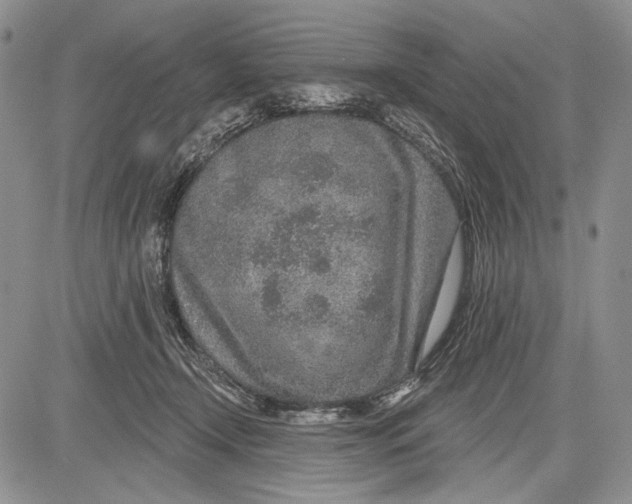 X0000081560366200702051155