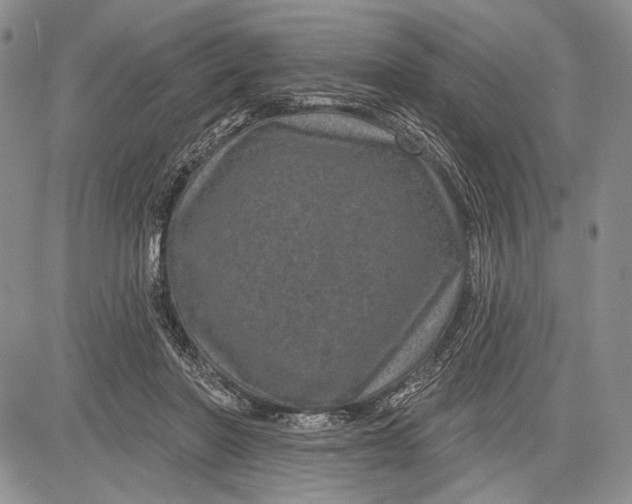 X0000081560406200702051154