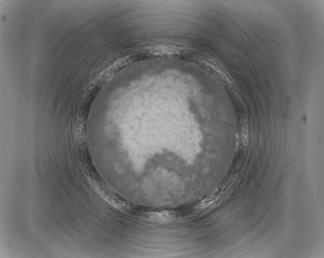 X0000081560411200702051154