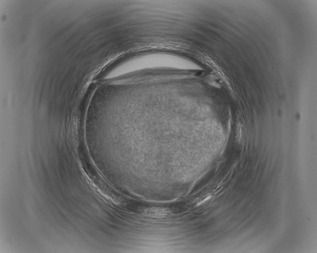 X0000081560444200702051153