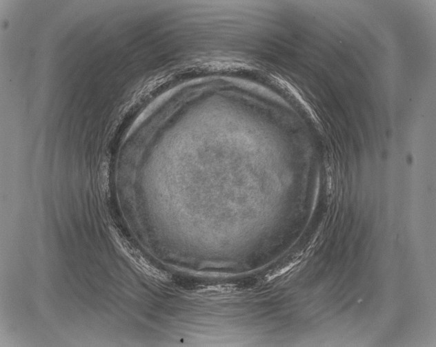 X0000081560447200702051153