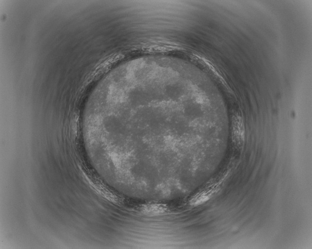 X0000081560451200702051153