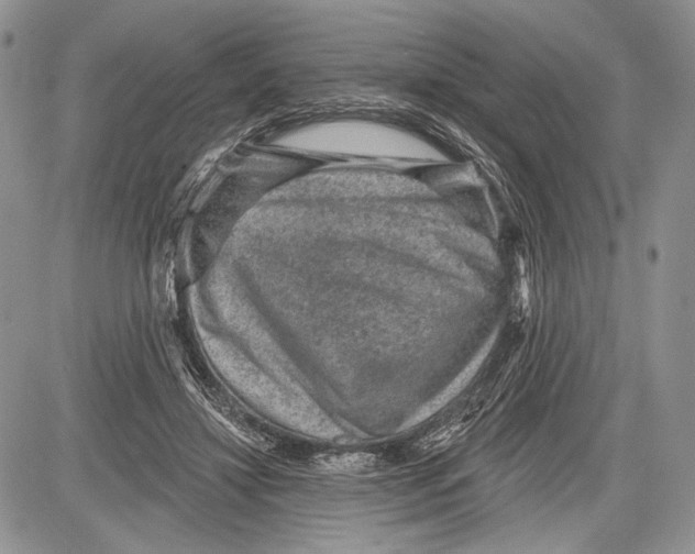 X0000081560452200702051153