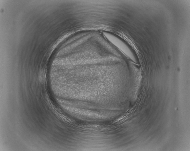 X0000081560483200702051153