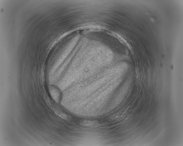 X0000081560487200702051153