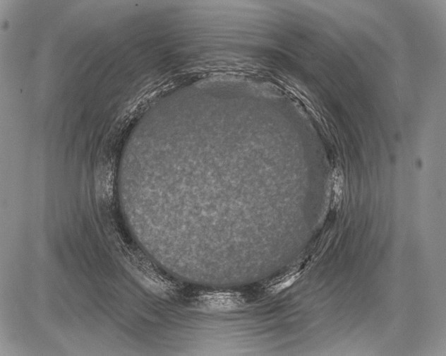 X0000081560499200702051153