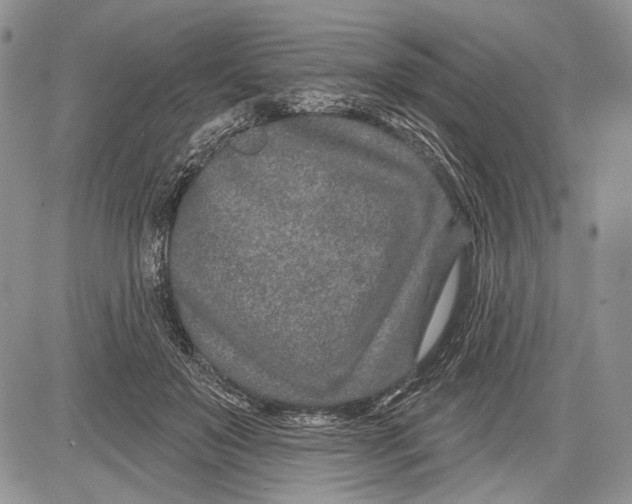 X0000081560503200702051153