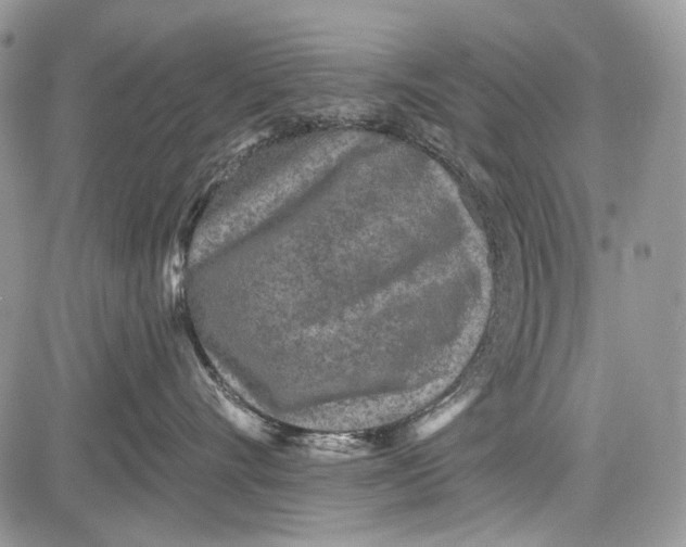 X0000081560528200702051152