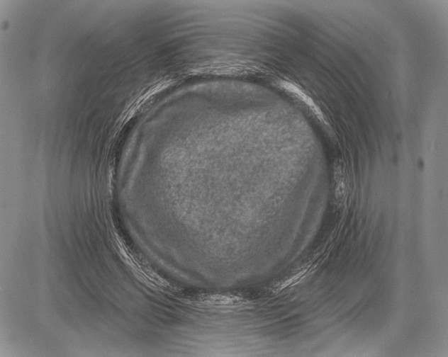 X0000081560542200702051152