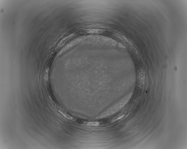 X0000081560554200702051152