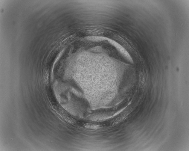 X0000081560602200702051151