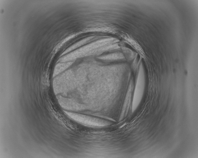 X0000081560628200702051150