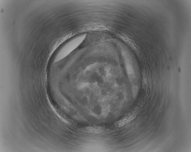 X0000081560630200702051150