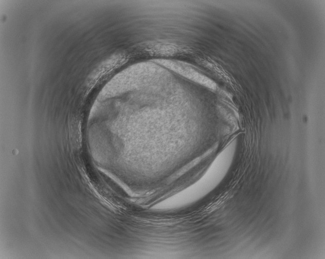 X0000081560638200702051150