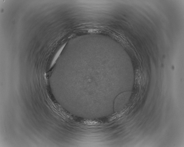 X0000081560650200702051150