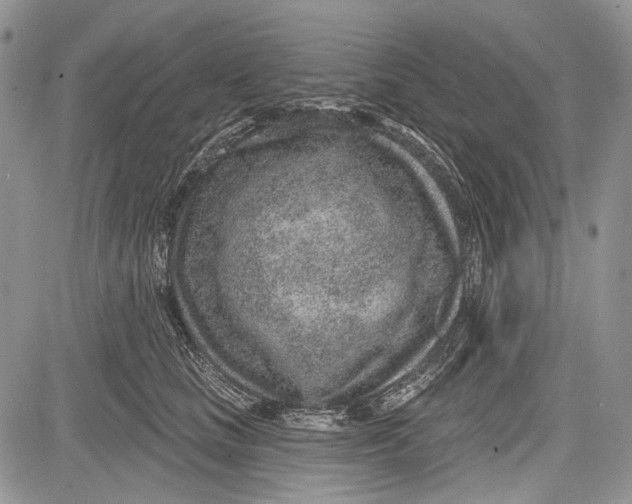 X0000081560661200702051150