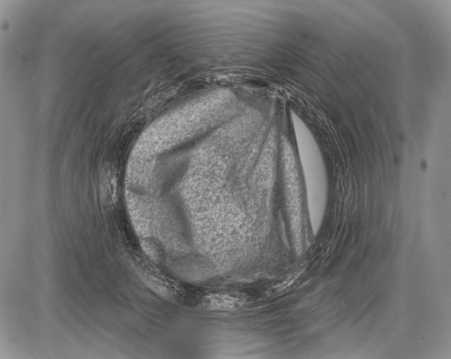 X0000081560703200702051149