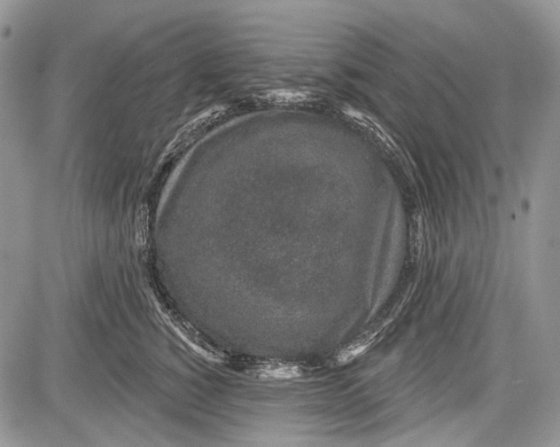 X0000081560760200702051149