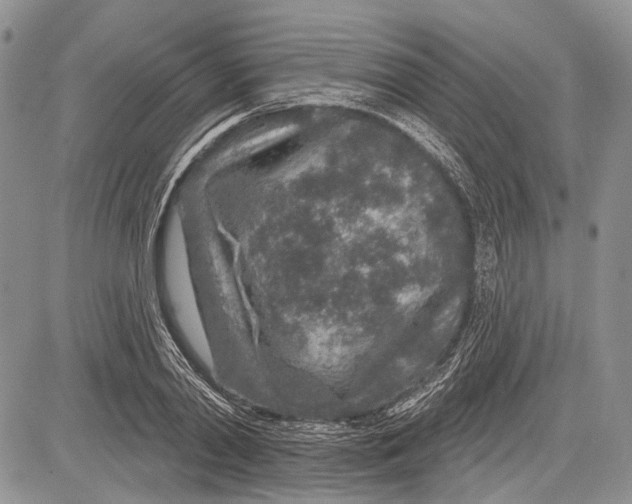 X0000081560790200702051148