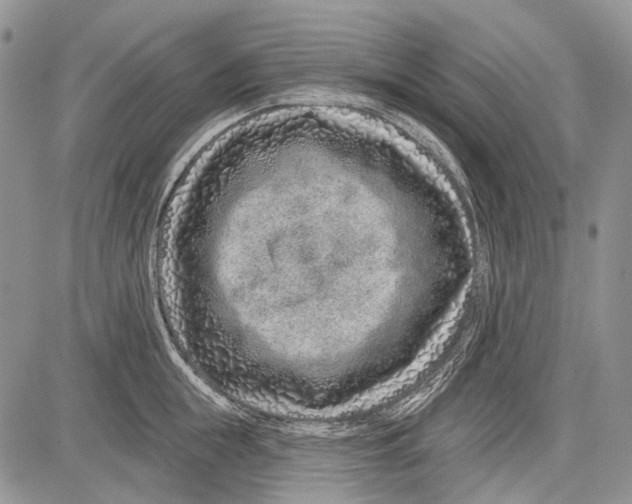 X0000081560855200702051147